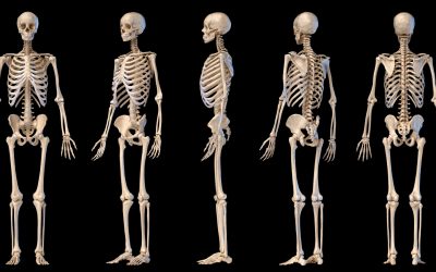 Human skeleton quiz: What do you know about the bones in your body?
