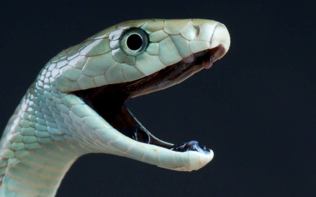 Deadly mamba snakebites stop muscles from working — but sometimes, antivenom can send them into overdrive