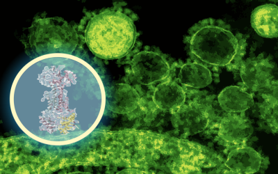 AI maps how a new antibiotic targets gut bacteria
