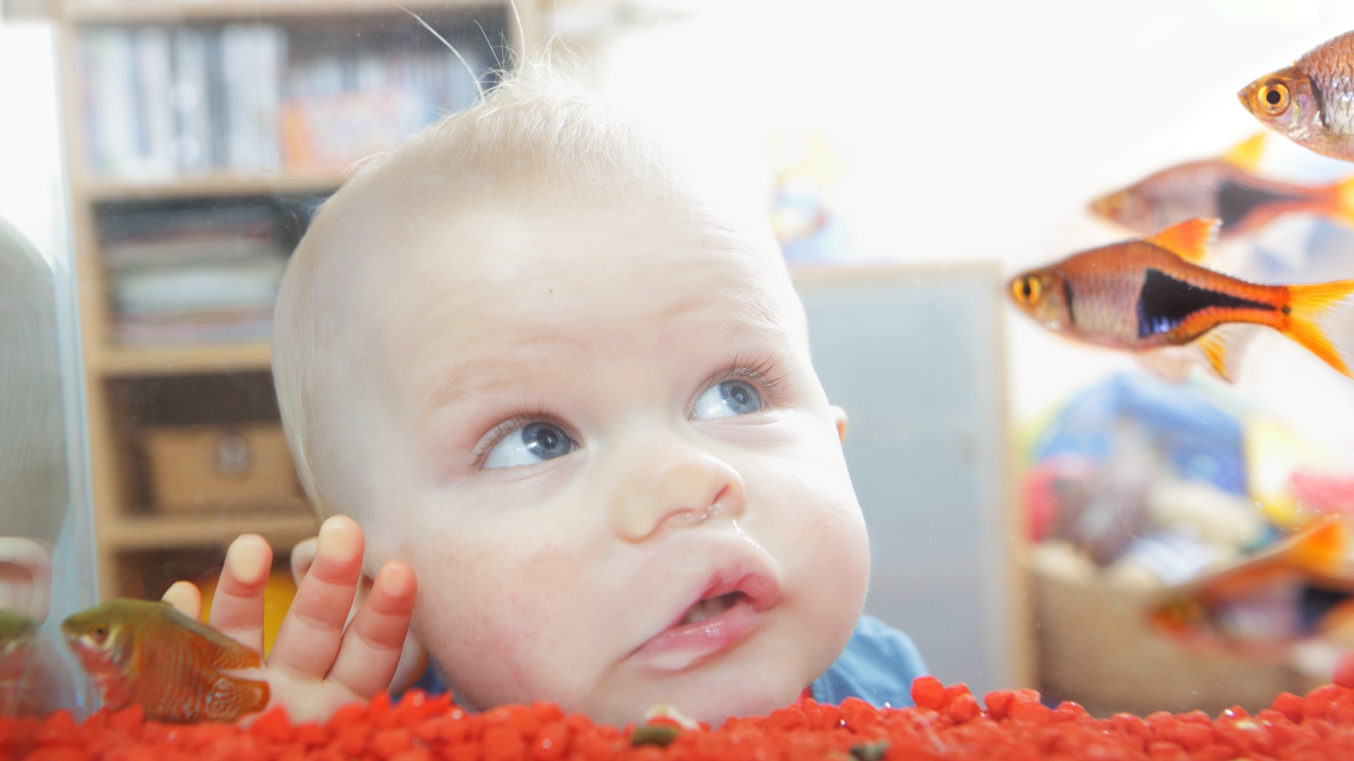 little boy with face close to fish tank .