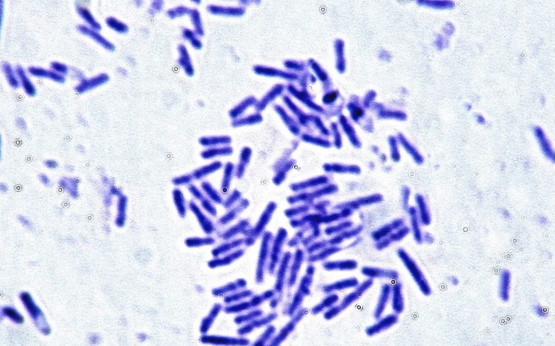 Microbes essential for human health can survive the stress of spaceflight. That’s great news for astronauts