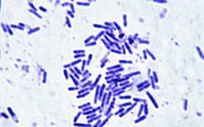 Microbes essential for human health can survive the stress of spaceflight. That’s great news for astronauts