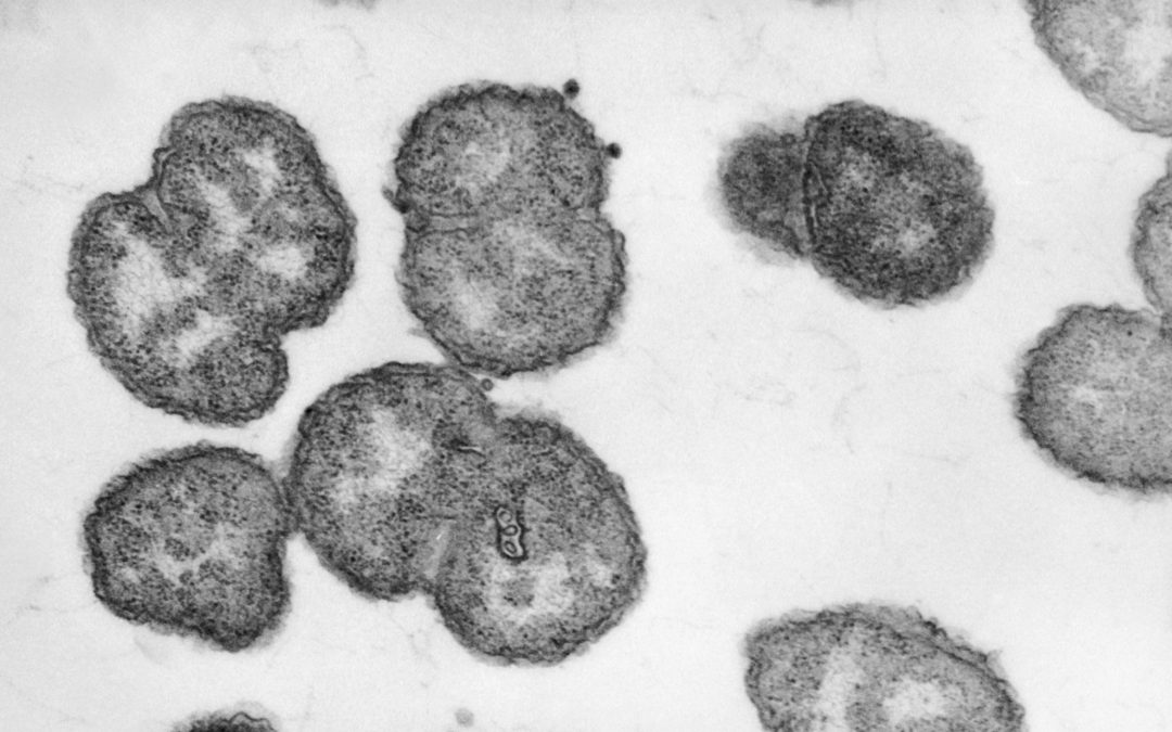 A toddler accidently ate gonorrhea bacteria from a lab dish