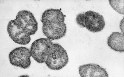 A toddler accidently ate gonorrhea bacteria from a lab dish
