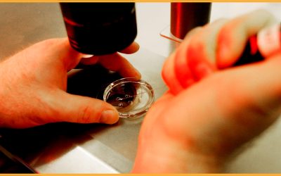 Restrictions on fetal tissue research would threaten progress on breakthrough treatments for devastating diseases — and yet not prevent a single abortion