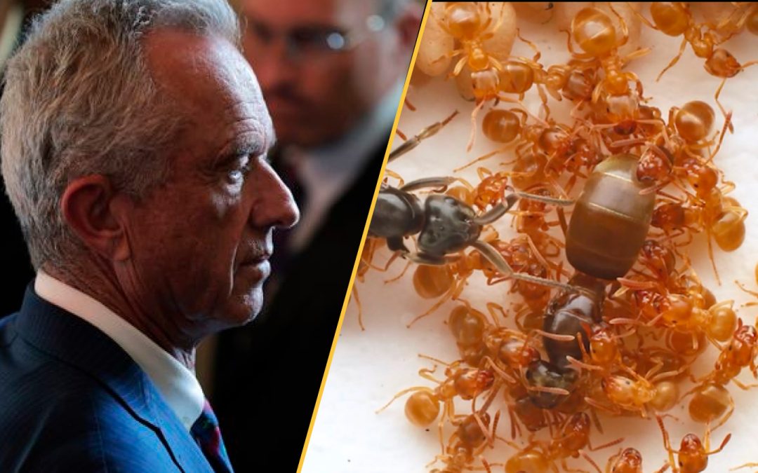 Turmoil at the CDC, NASA’s comet 3I/ATLAS image release, and the insect apocalypse.