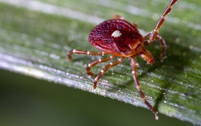 New Jersey man dies from meat allergy triggered by tick bite