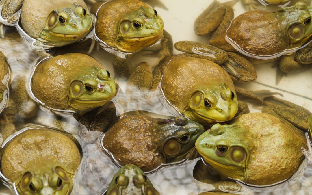 A woman got a rare parasitic lung infection after eating raw frogs