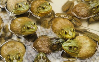 A woman got a rare parasitic lung infection after eating raw frogs