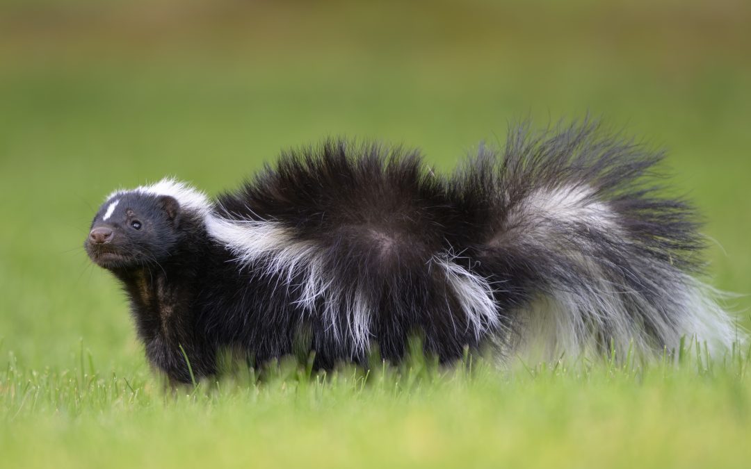 Man caught rabies from organ transplant after donor was scratched by skunk