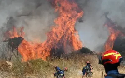 Robotic dogs part of wildfire detection trial