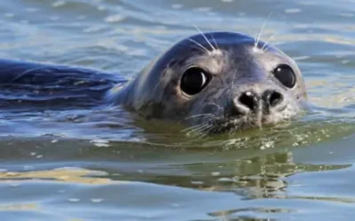 How AI is helping to study tourist impact on seals