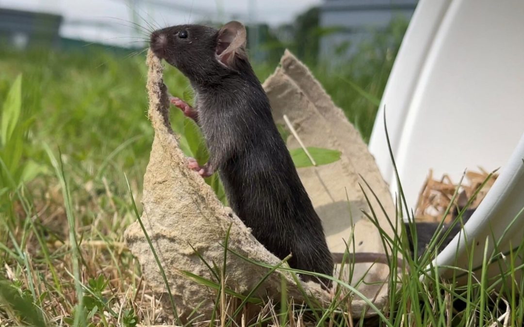 Lab mice that ‘touch grass’ are less anxious — and that highlights a big problem in rodent research