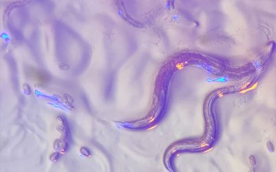 Celebrating worm science
