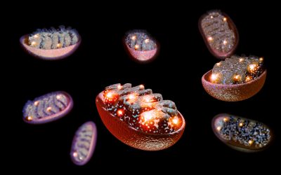 ‘Mitochondrial transfer’ into nerves could relieve chronic pain, early study hints