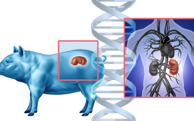 ‘The ban assumed the danger was making pigs too human’: Why human organs aren’t grown in pigs in the US