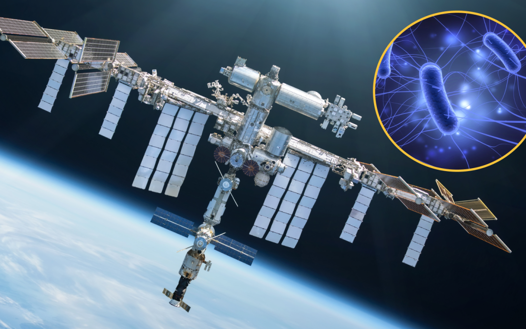 Viruses that evolved on the space station and were sent back to Earth were more effective at killing bacteria