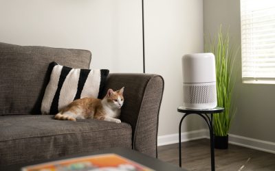 Best air purifiers for allergies 2026: Breathe easy this winter
