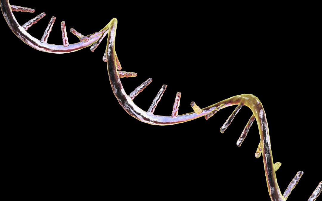 An experimental mRNA treatment counters immune cell aging in mice