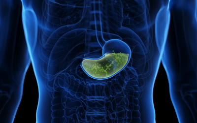 Why doesn’t stomach acid burn through our stomachs?