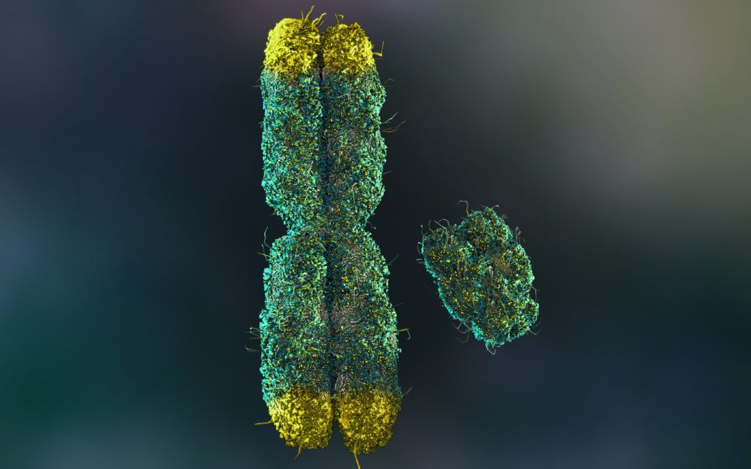 Many men lose their Y chromosomes as they age. It may shorten their lives.