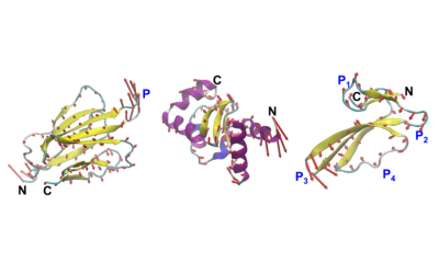 MIT engineers design proteins by their motion, not just their shape