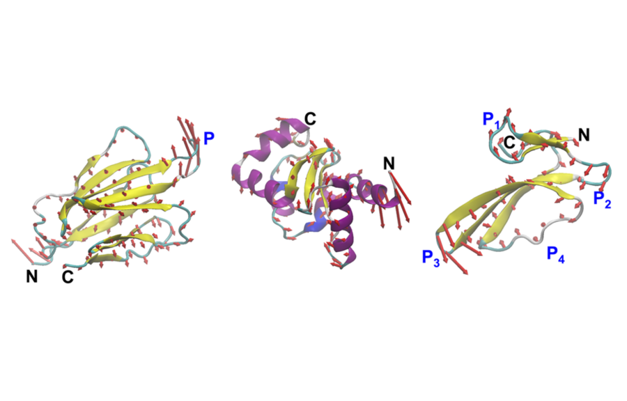 MIT engineers design proteins by their motion, not just their shape
