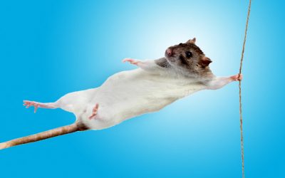 A gut microbe linked to the Mediterranean diet boosts muscle strength in mice