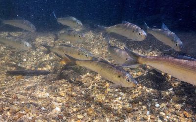 Augmenting citizen science with computer vision for fish monitoring