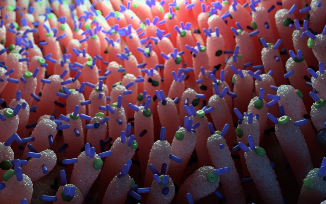 Viruses in the gut may help prevent blood sugar spikes, mouse study hints
