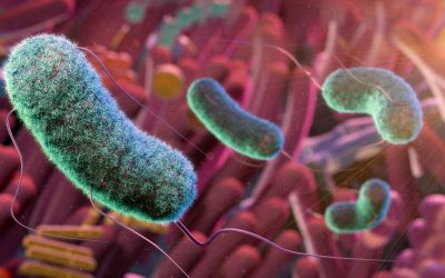 Could gut microbes hold the secret to aging well? A researcher unpacks the emerging science