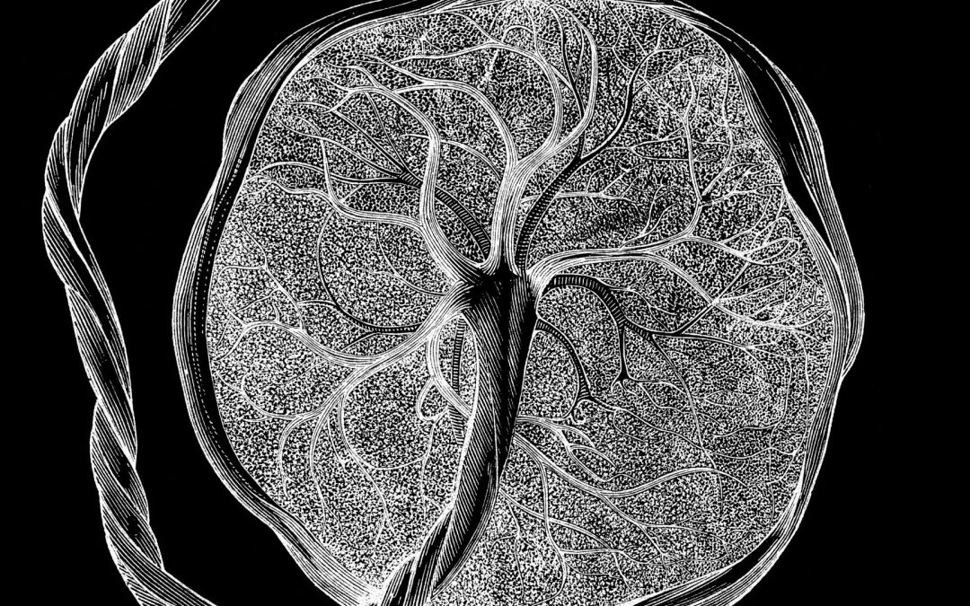 ‘No one knows what they are’: Researchers discover new type of cell that’s seen only during pregnancy