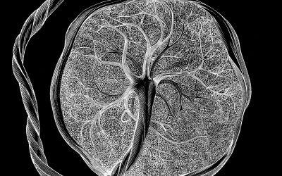 ‘No one knows what they are’: Researchers discover new type of cell that’s seen only during pregnancy