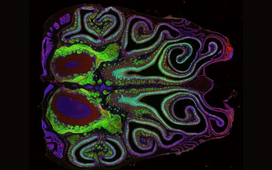 First-of-its-kind map of the mouse nose reveals surprises about the sense of smell
