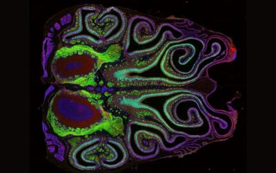 First-of-its-kind map of the mouse nose reveals surprises about the sense of smell