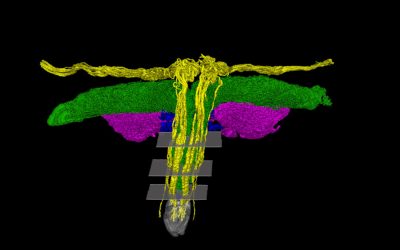 Scientists mapped all the nerves of the clitoris for the first time
